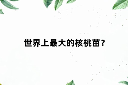 世界上最大的核桃苗？